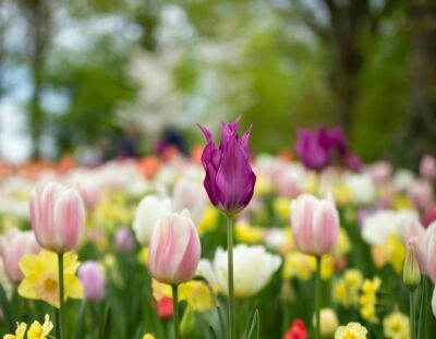 Spring Flowers